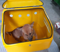 Thùng Chở Chó Mèo