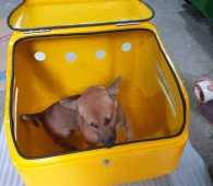Thùng Chở Chó Mèo